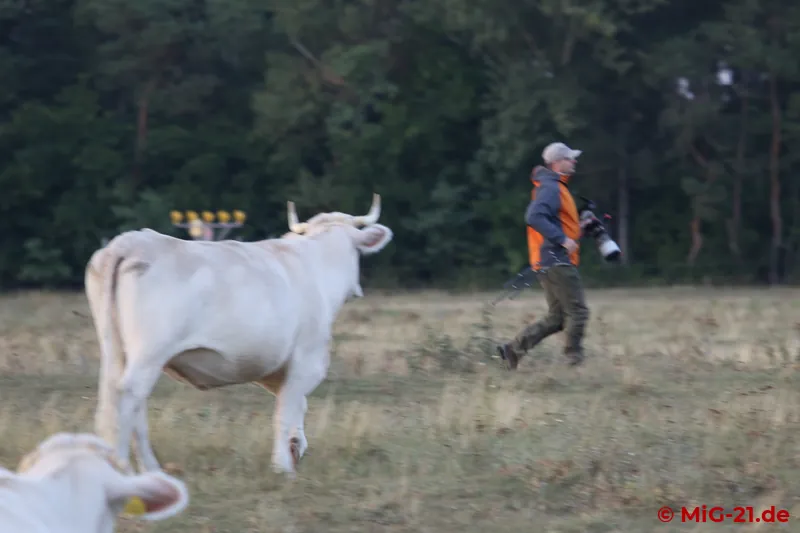 At some point the cows grazing on the airfield had had enough of the noise and the crowds and drove away the …