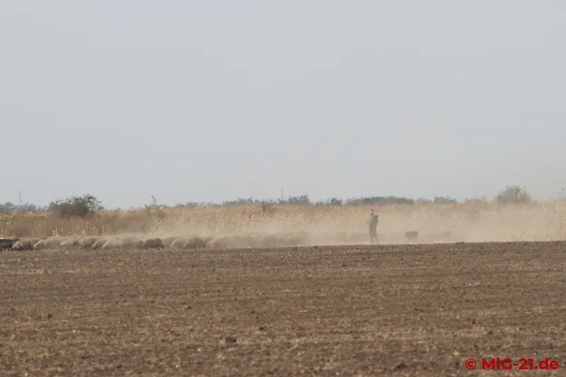 ... summer temperatures and a lot of dust, obviously as a result of a long dry spell, ...